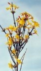 Jasminum nudiflorum, Jasmin à fleurs nues