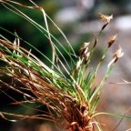 Carex humilis