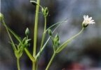 Stellaria holostea