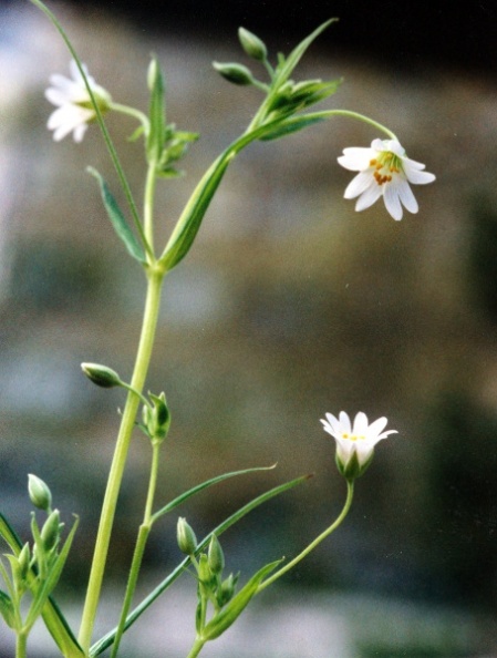 20020400_bonfol_stellaria_holostea_02.jpg