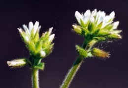 Cerastium glomeratum