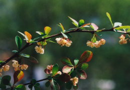 Berberis thunbergii, Épine-vinette de Thunberg