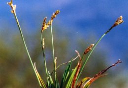 Carex ornithopoda
