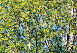 Alnus incana