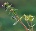 Veronica arvensis, Véronique des champs