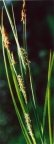 Carex hirta