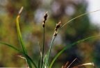 Carex pairae