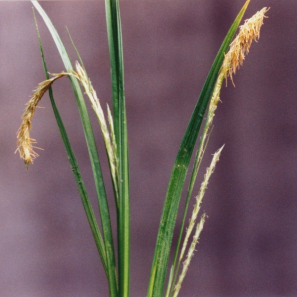 20020500_grandval_carex_sylvatica.jpg