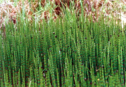 Equisetum fluviatile, Prêle des eaux courantes