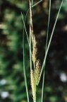 Carex rostrata