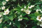Mespilus germanica, Néflier d'Allemagne