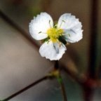 Alisma plantago-aquatica, Flûteau commun