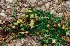 Sagina procumbens