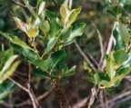 Salix triandra