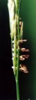 Glyceria fluitans