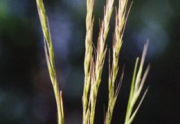 Elymus caninus