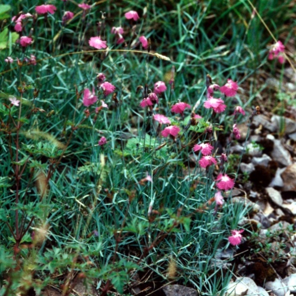 20020600_court_gorges_dianthus_gratianopolitanus_03.jpg