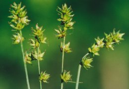 Carex pairae