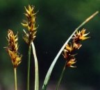 Carex spicata