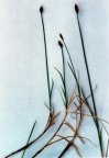 Carex chordorrhiza