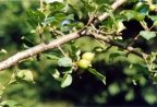 Malus sylvestris, Pommier sauvage