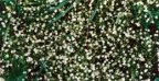 Stellaria graminea