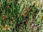 Blysmus compressus, Blysmus comprimé