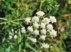 Oenanthe aquatica, Oenanthe aquatique