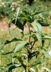 Polygonum lapathifolium