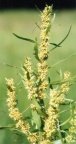 Rumex maritimus