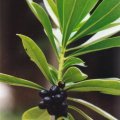 20020700_gorges-de-court_daphne_laureola_2.jpg