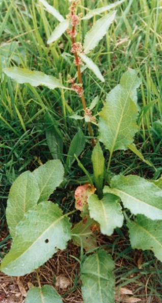 20020800_bonfol_rumex_obtusifolia_01.jpg