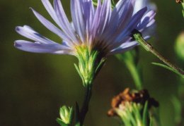 Aster novi-belgii, Aster de la Nouvelle-Belgique