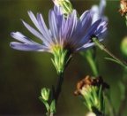 Aster novi-belgii, Aster de la Nouvelle-Belgique