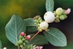 Symphoricarpos albus, Symphorine blanche