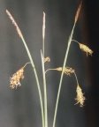 Carex limosa