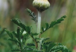 Anthemis tinctoria, Anthémis des teinturiers