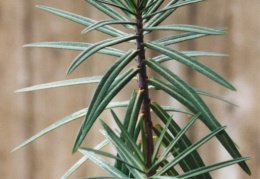 Euphorbia lathyris, Euphorbe épurge