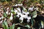 Viola alba scotophylla