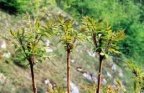 Rhus typhina, Sumac