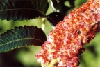 Rhus typhina, Sumac