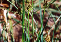 Carex lepidocarpa