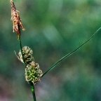 Carex lepidocarpa