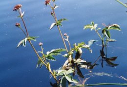 Potentilla palustris