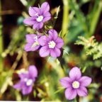 Legousia speculum-veneris, Miroir de Vénus