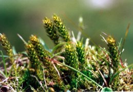 Selaginella selaginoides, Sélaginelle spinuleuse