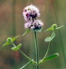 Mentha aquatica, Menthe aquatique