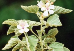 Althaea officinalis