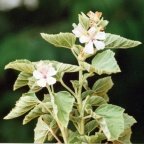 Althaea officinalis
