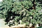 Quercus robur, Chêne pédonculé